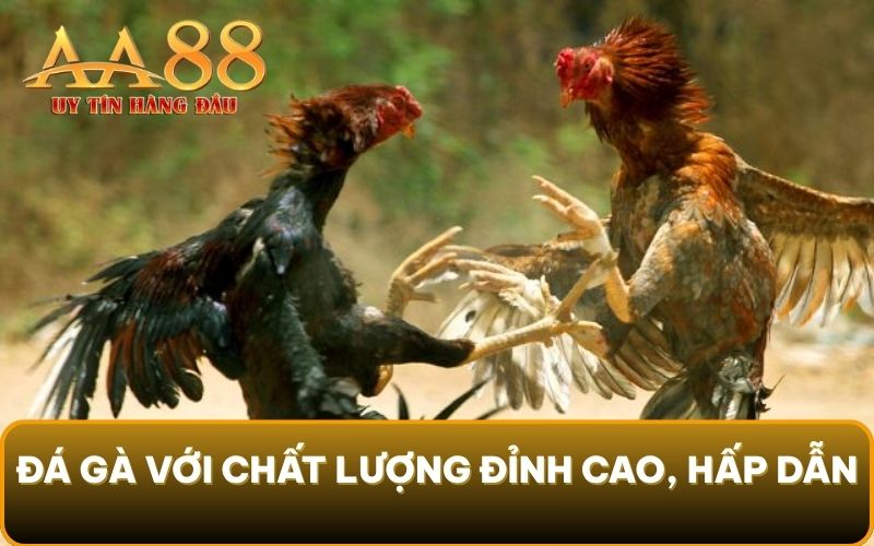 Đá Gà với chất lượng đỉnh cao, hấp dẫn